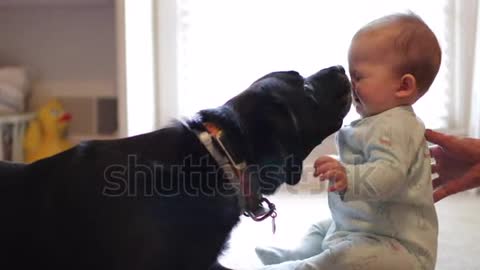 Sweet dog licks cute baby on her face