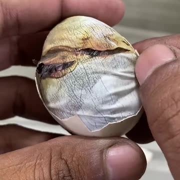 Chick was near to die - I break shell instantly