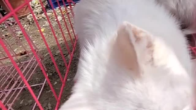 Very cute kittens and animals