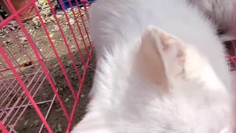 Very cute kittens and animals