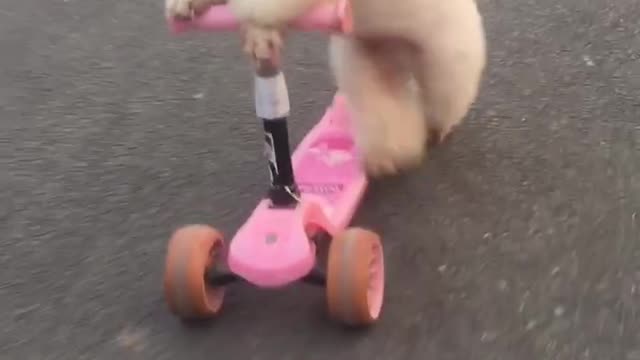 A dog that can ride a scooter