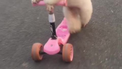 A dog that can ride a scooter