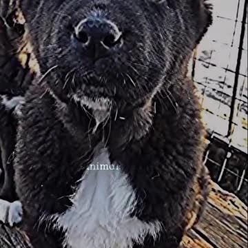 Alabai😍&credit to @laika dog 🐕