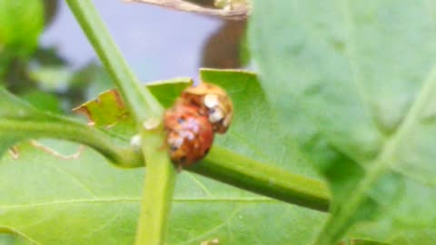 This Bugs head to the camera while having S*X