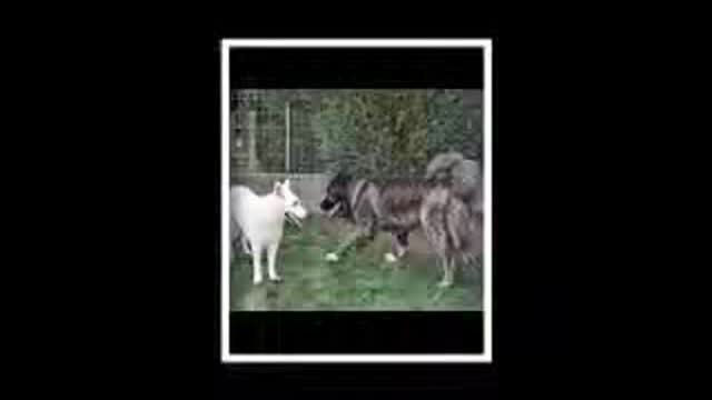 FUNNY DOGS video clip