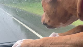 Cinnamon and the rain