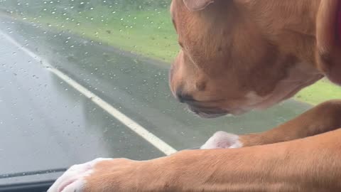 Cinnamon and the rain