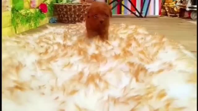 Baby Dogs Cute and Funny Dog Videos Puppy Dogs cuttie