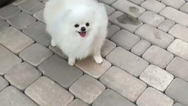 Cute puppies Walking 🤩