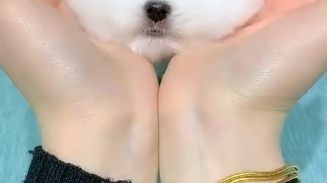 Cute sweet puppy