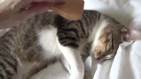 Kitten Is Brushed with the Wire Grooming Brush