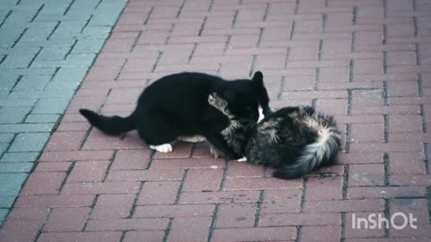 Adorable Cats Playing