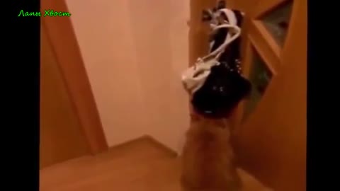 Fun with animals