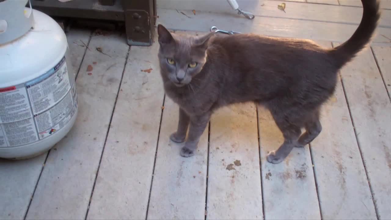 Parkour cat is an incredible escape artist