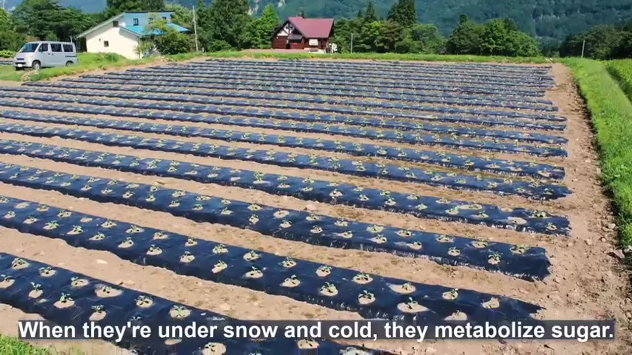 How Japanese Farmer Harvest Cabbage Under Snow - Snow Vegetable Farming - Cabbage, Carrot, Radish