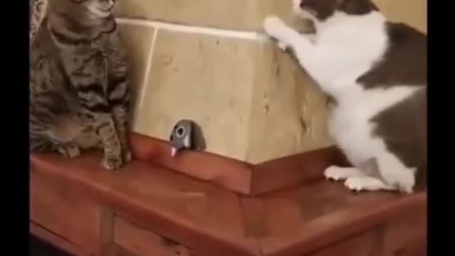 FUNNY CATS | Best Of The 2022 Funny Animal Videos