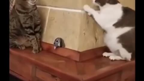 FUNNY CATS | Best Of The 2022 Funny Animal Videos