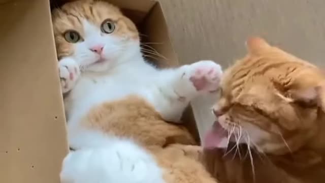 Funny cat play in the box