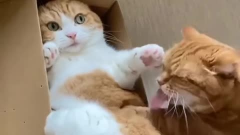 Funny cat play in the box