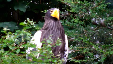 sea eagle in tree