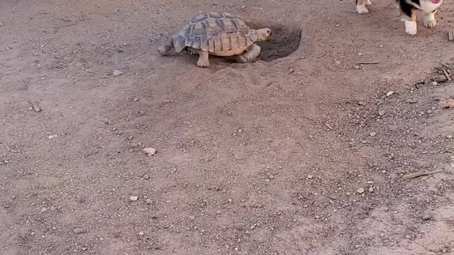 Tortoise and Corgi Playing Tag