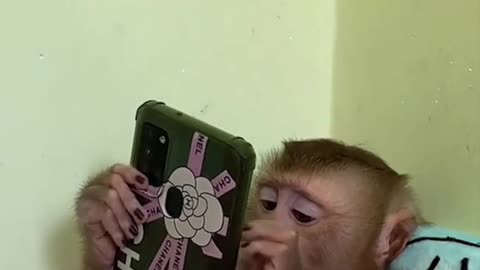 funny monkey