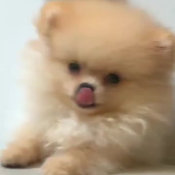 The little pampered dog playing on the chair at home