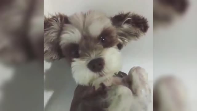 Spray some shower gel, let Schnauzer take a bath