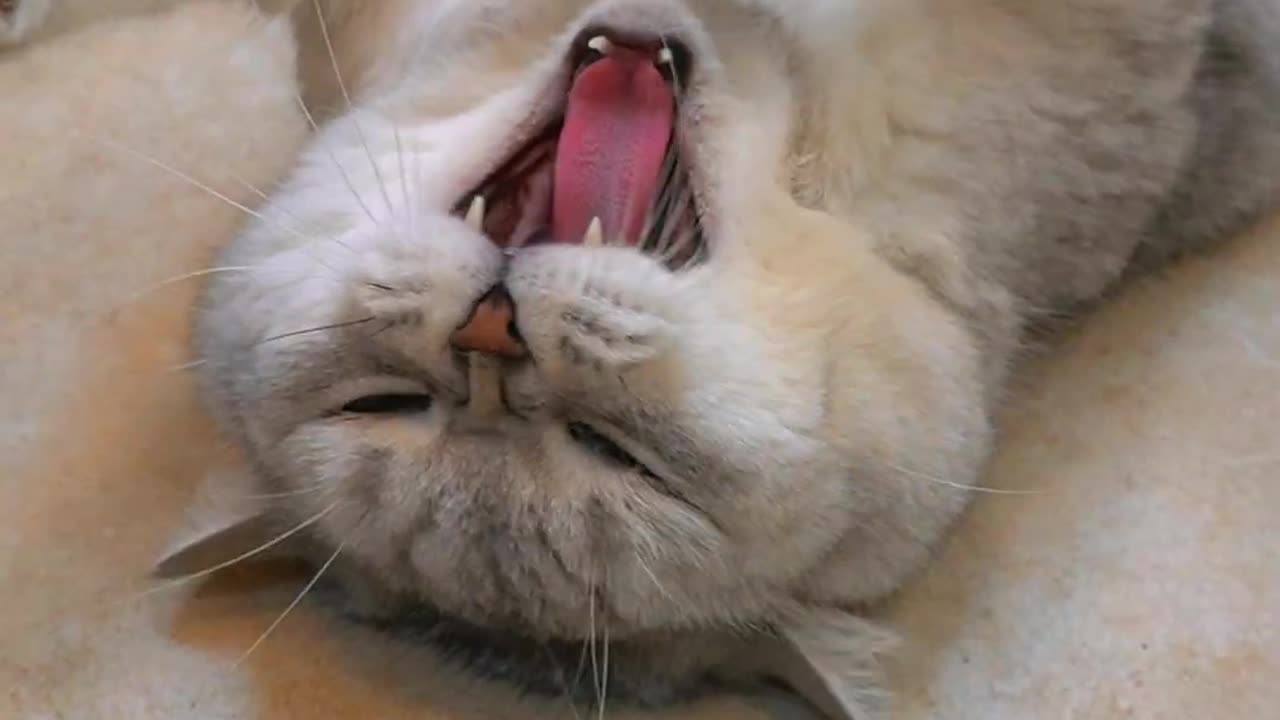 Funny cat animal video #cat #funny #animal