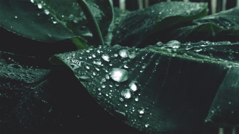 Miraculous footage of rain droplets converts to pearls