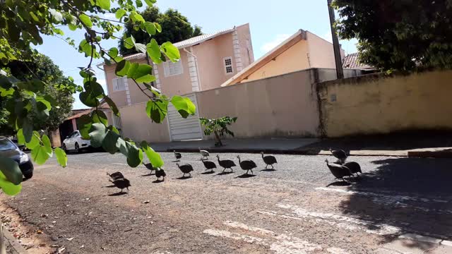 Galinhas de Angola.