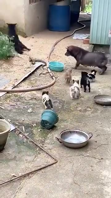 They Surrounded the Snake|مار را محاصره کردند