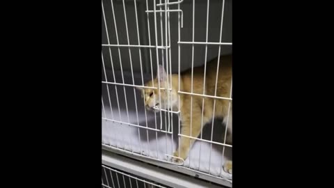 Baby Animals' Heart-Melting Compilation of Moments | Funny Animals Video 2023
