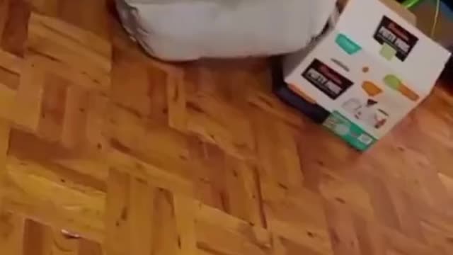 Cat tries to make his bed more comfy by putting it into a box