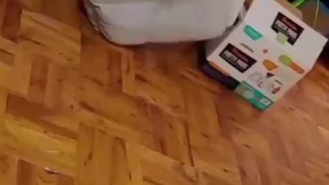 Cat tries to make his bed more comfy by putting it into a box