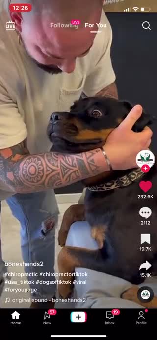 Chiropractor resets dogs neck and the dog was left speechless