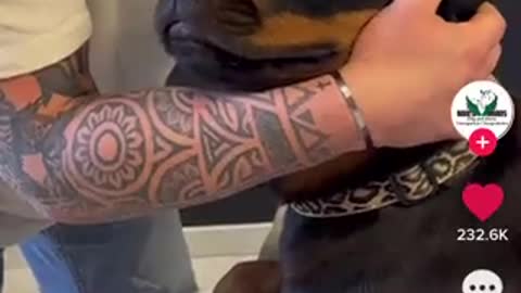 Chiropractor resets dogs neck and the dog was left speechless