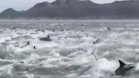 Are these beautiful Dolphins in Distress? - Reloaded from TezdogH48