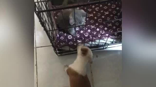 Little dog “Chocnut” wants to play with her friend cat