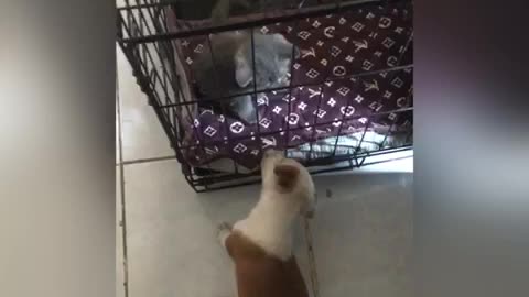 Little dog “Chocnut” wants to play with her friend cat