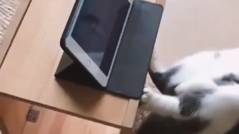 Kitty Watch Tom And Jerry