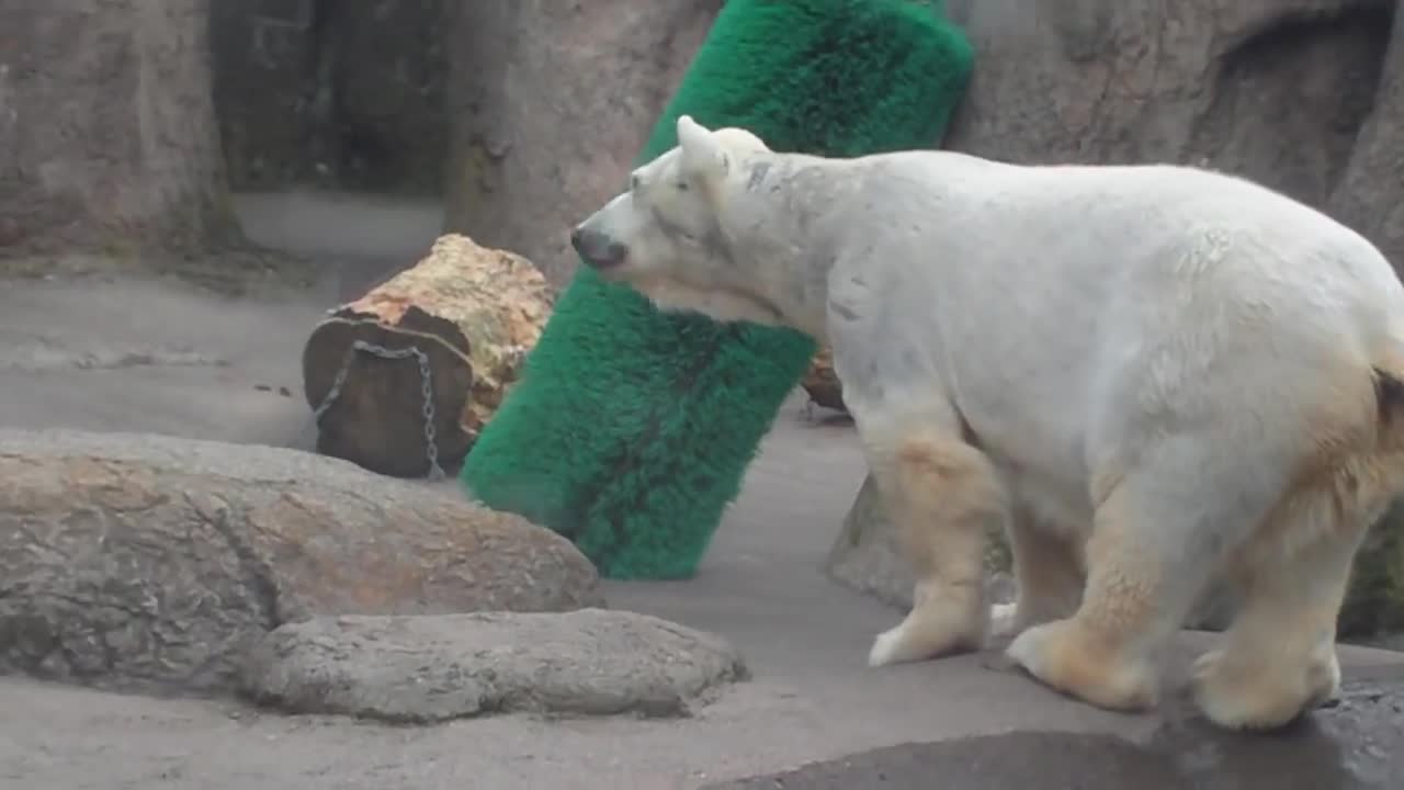 Funny polar bear !!