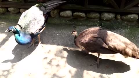 Video about the young peacock in search of food.