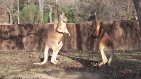 Boxing Kangoroos