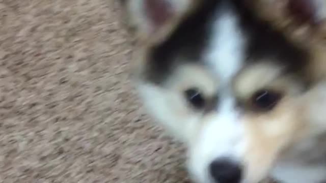 Pup angrily jumps in front of camera