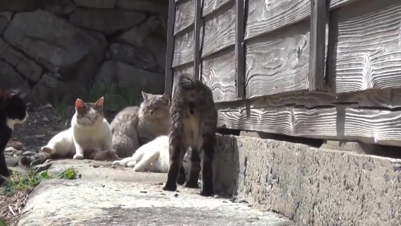 Cat island japan