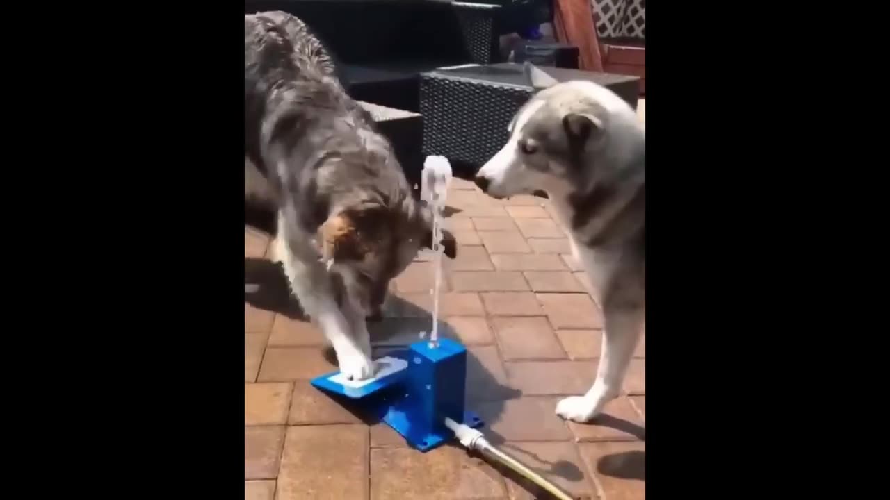 Funny Dogs And Cats