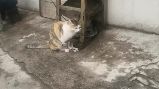 cat angry