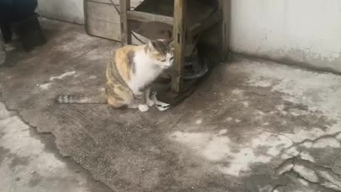 cat angry
