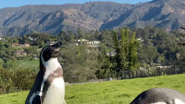 Meet a life-sized emperor penguin up close